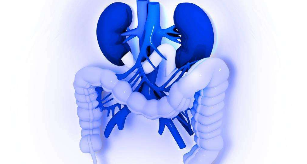 肠胃是人体最为重要的一个消化器官，与肝脏、肾脏、脾等器官不同，肠胃属于两个关系最为紧密的器官结合，它们相互配合，又彼此独立。