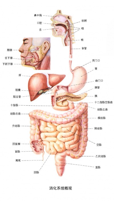 第三节 人体经络之改善消化不良