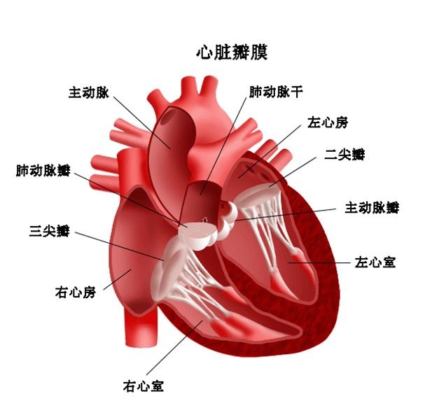 心脑血管病应该如何预防？