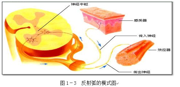 神经外科主要治疗哪些疾病?