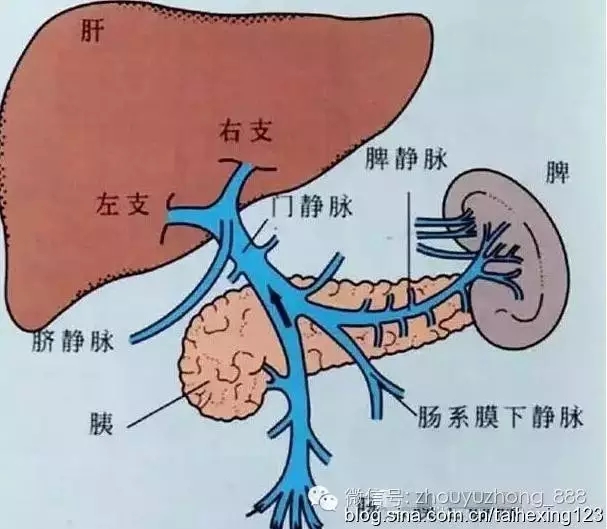 第14章 人体经络肺肾脏保养
