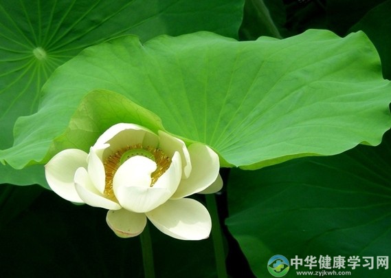 夏季感冒怎么办?
