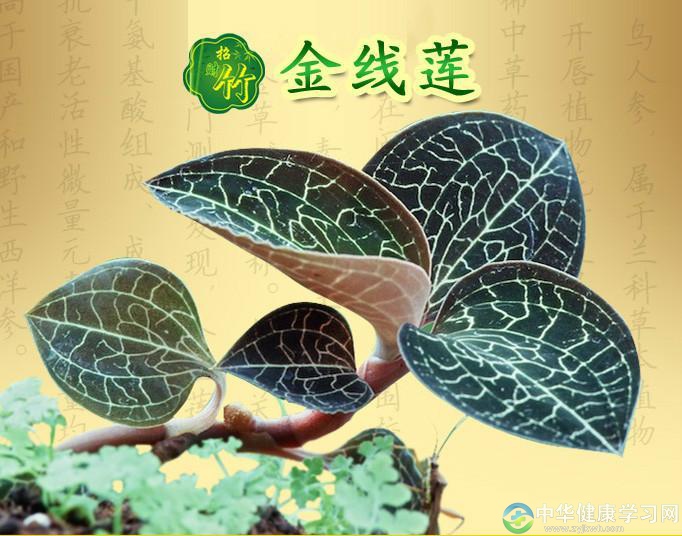 金线莲养生延年益寿之道？