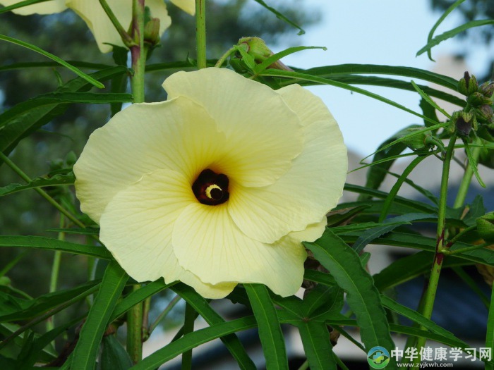 养生揭秘：中秋前后必吃的8大养生菜