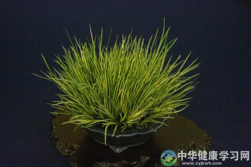 菖蒲:辟秽化浊、解毒驱邪