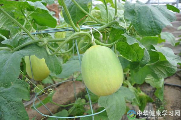 瓜性寒凉,秋初脾胃多为湿邪所困,应少食秋瓜