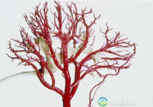 中年养生着重“清理血管”,吃这些作用非常明显