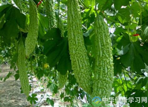 天热养生三件事：吃苦瓜！吃苦瓜！还是吃苦瓜！