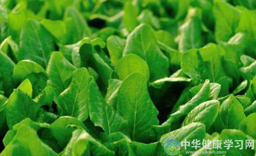 菠菜养肠胃吗?多吃菠菜能补维生素吗?