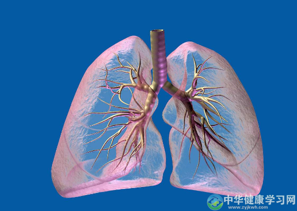 分析:肺健康与养生之关系的全面解读