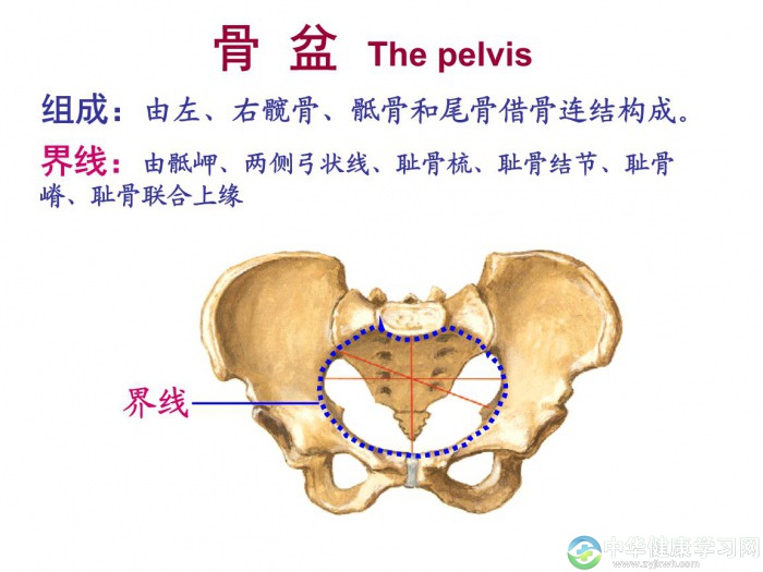 测测你骨盆变形没有？变形危害大到海去了